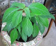 salvia042011.jpg
