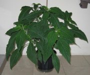 salvia201105201.jpg