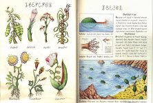 Codex-seraphinianus5.jpg