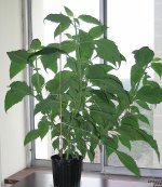 salvia20110615.jpg