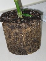roots.jpg