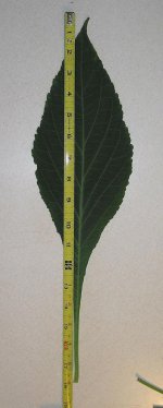 big+leaf3.jpg