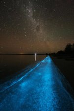 bioluminescenceinthegip.jpg