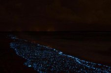 Bioluminescent-Plankton-washed-on-shore.jpg