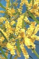 Acacia+mucronata.jpg
