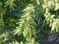 acacia+floribunda+03.jpg