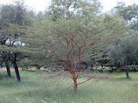 220px-Acacia_seyal_Bild0830.jpg