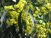 Acacia_pycnantha_Golden_Wattle.jpg