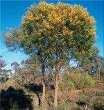 Acacia+acuminata+in+wild.jpg
