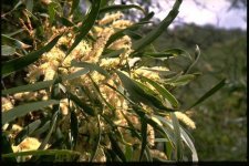 Acacia_maidenii_1.jpg