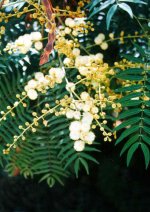 acacia+elata.jpg