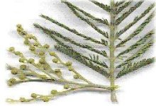 acacia+jurema2.jpg