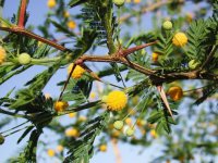 Acacia_caven-4.jpg
