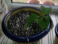IMAG0481.jpg
