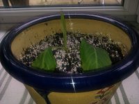 IMAG0485.jpg