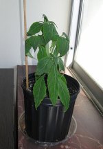 salvia20110821.jpg
