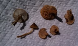 IMAG0223.jpg