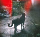 HOLGA8.jpg