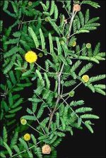 acacia+farnesianajpg+(2).jpg