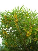 acacia-confusa-tree.jpg