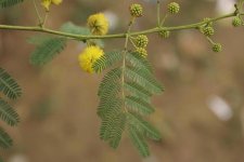Acacia-nilotica-ssp-indica-Vikas-puri.jpg