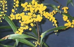 acacia_macradenia.jpg