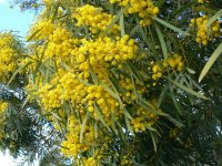 acacia-saligna.jpg