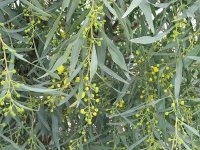 Acacia+saligna+branches.jpg