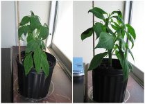 salvia20110902.jpg