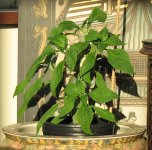 salvia20110909.jpg