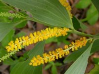 acacia_auriculiformis-fls-1.jpg