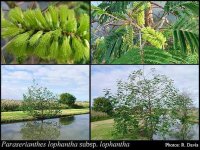 Paraserianthes+lophantha+subsp+lophantha.jpg
