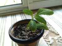 IMAG0554.jpg