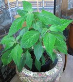 salvia20110923.jpg