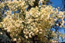 acacia_victoriae+flowering_.JPG