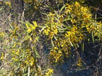 Acacia+neurophylla1.jpg