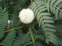 leucaena-leucocephala%5B1%5D.jpg