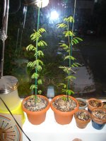 DSC04785.JPG