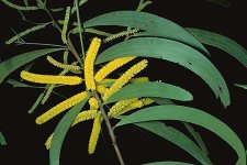 acacia-blakei.jpg