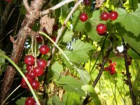 currant.jpg