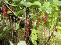 currant1.jpg