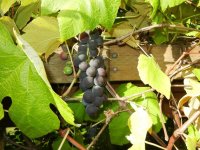 grape+1.jpg