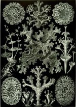 Haeckel+Lichens.jpg