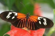 heliconius2.JPG