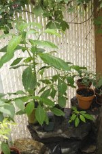 salvia+plants+(1+of+4).jpg