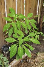 salvia+plants+(2+of+4).jpg