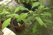 salvia+plants+(3+of+4).jpg