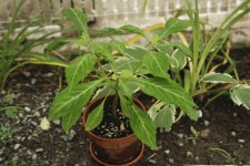salvia+plants+(4+of+4).jpg