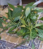 salvia+plants+(2+of+3).jpg