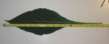 big+leaf3.jpg